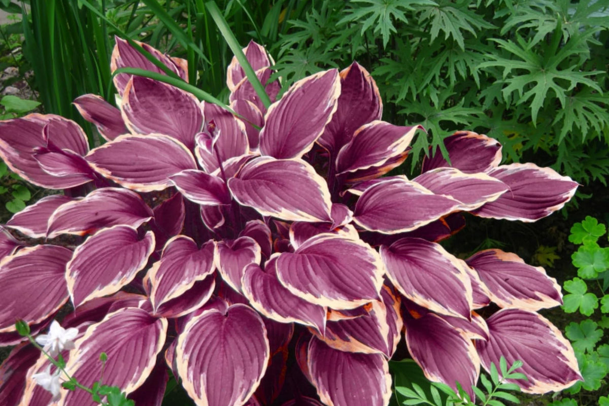Hosta Seeds for Planting - 200+ Count Perennial Shade-Loving Plants - Hosta spp. - Easy to Grow, Colorful Foliage