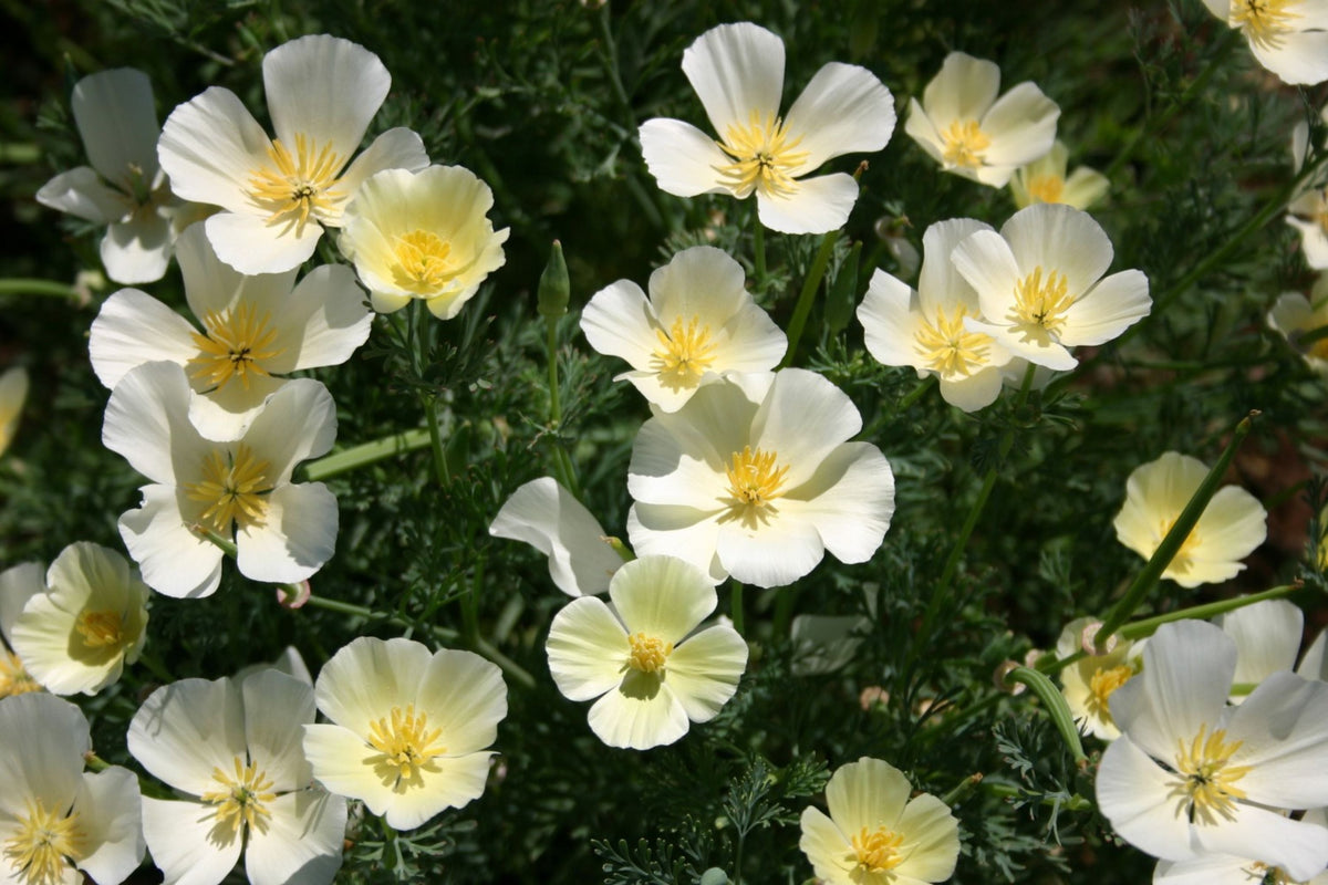 California Poppy Seeds - White Linen Variety - Eschscholzia californica - Drought Tolerant, Non-GMO, USDA Zones 3-10