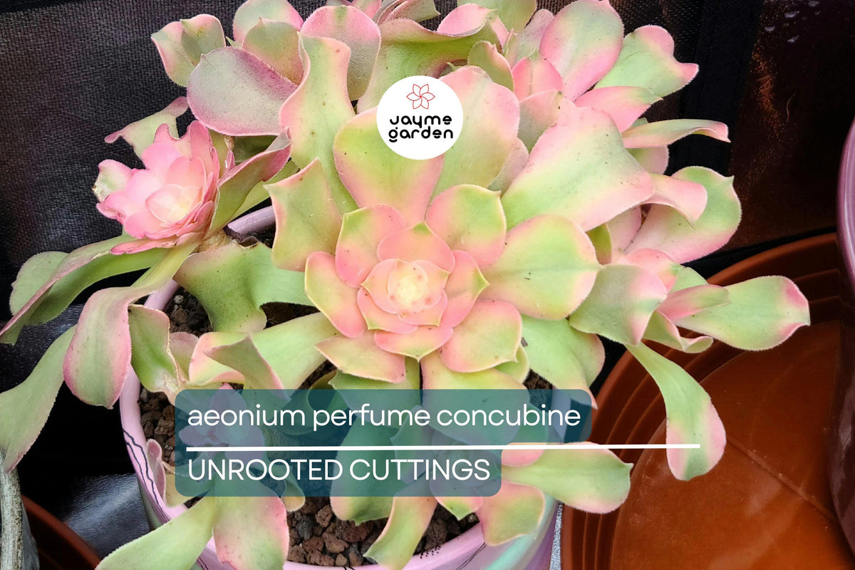 Christmas Cactus Starter Plant - Miss Shimano - Schlumbergera Truncata - Well-Rooted Indoor Cactus for Holiday Decor