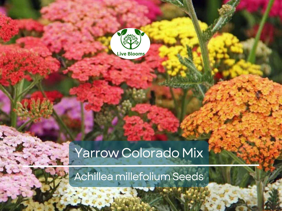 Yarrow Seeds 50 Count Colorado Mix Perennial Wildflower Non-GMO Xeriscaping Achillea millefolium for Low-Water Gardens