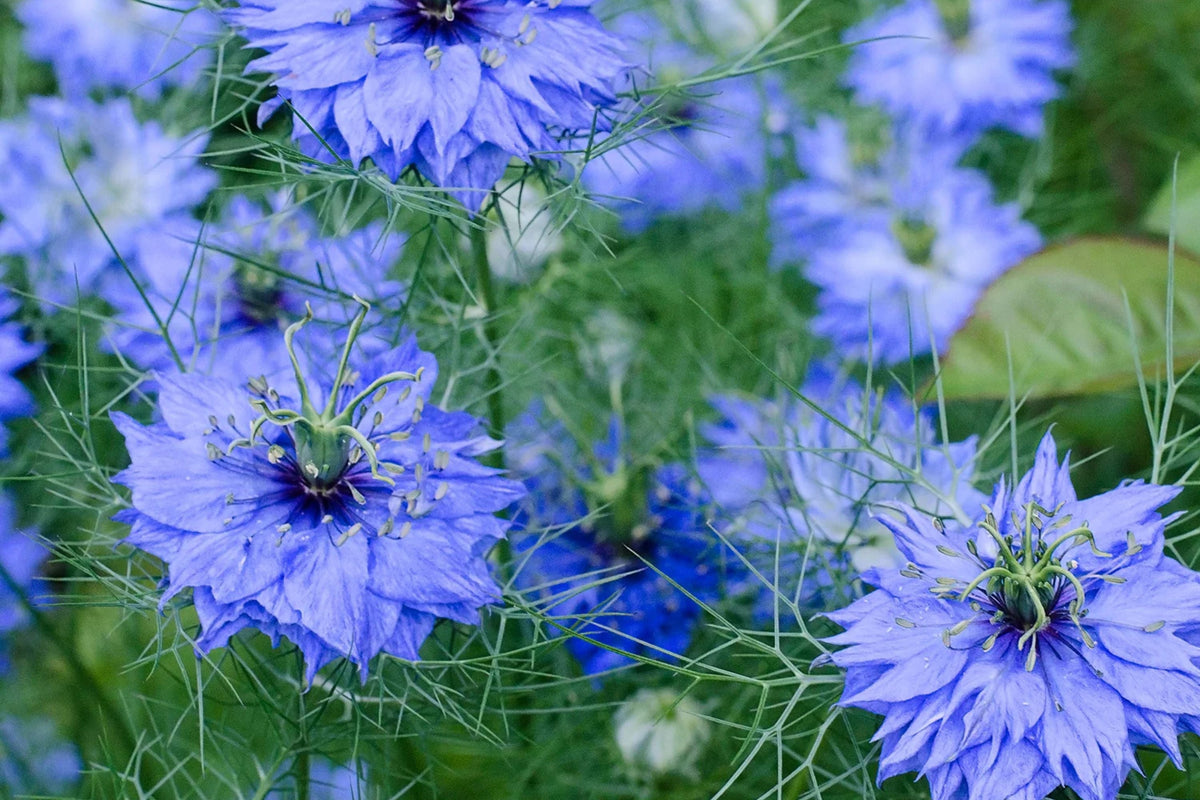 Black Cumin Seeds, Heirloom Culinary Herb, Nigella sativa, Non-GMO, Ideal for Indoor/Outdoor Gardens, USDA Zones 3-9