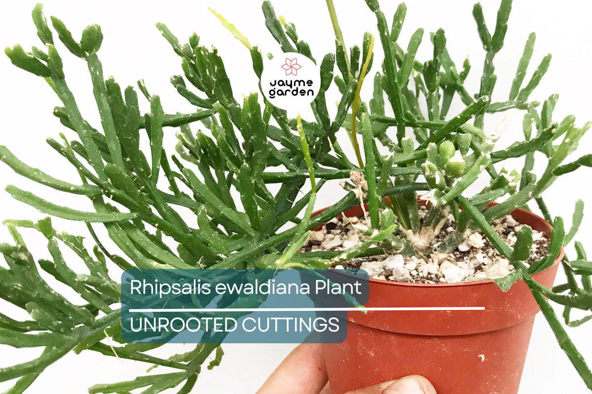 Christmas Cactus Starter Plant - Miss Shimano - Schlumbergera Truncata - Well-Rooted Indoor Cactus for Holiday Decor