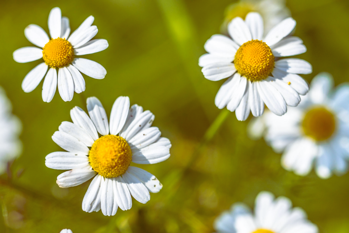 Roman Chamomile Seeds - Anthemis Nobilis - Aromatic Ground Cover - Herbal Carpet Flower Seeds for Easy Gardening