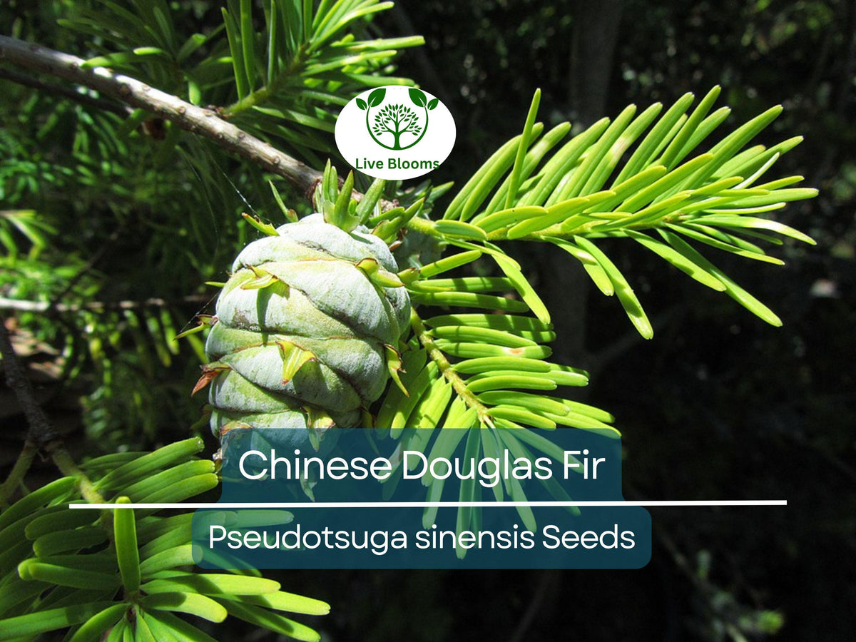 Chinese Douglas Fir Tree Seeds - 20 Pseudotsuga sinensis, Evergreen Conifer, Fast-Growing, Ideal for Landscaping & Wildlife