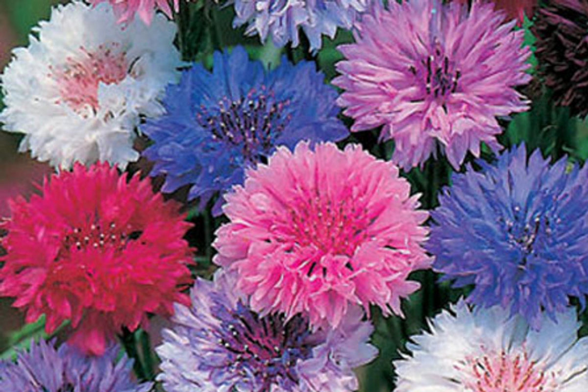 Cornflower Seeds - Polka Dot Mix - Centaurea cyanus - Easy to Grow Annual Flower Seeds for Garden, Attracts Pollinators