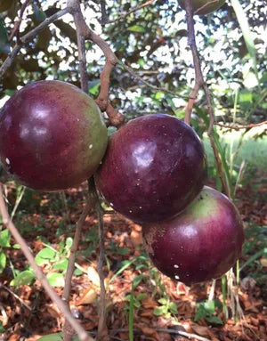 4 Star Apple Tree Cuttings | Unrooted 5–6" Grafting Wood | Chrysophyllum cainito | Tropical Caimito Fruit Tree | Rare Variety