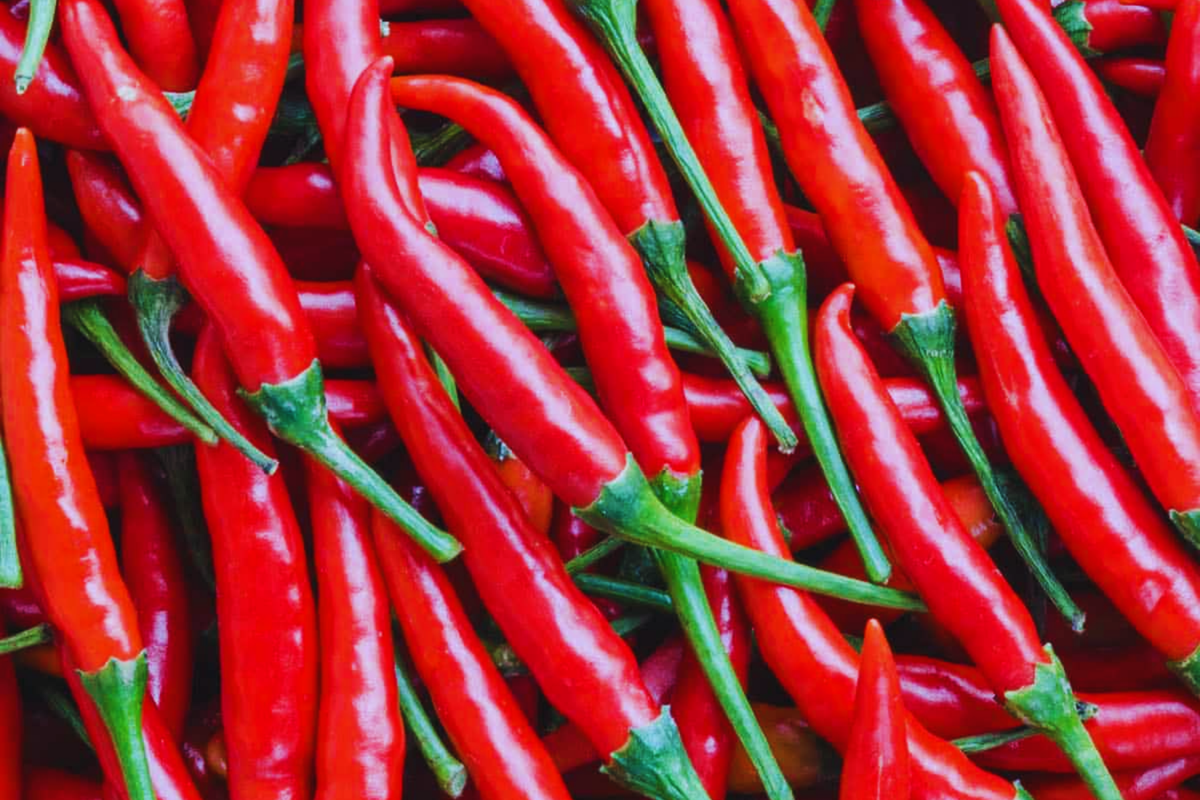 Cayenne Pepper Seeds - 20 Pack - Long Slim Red Hot Pepper - Capsicum annuum - Spicy Garden Variety for Culinary Use