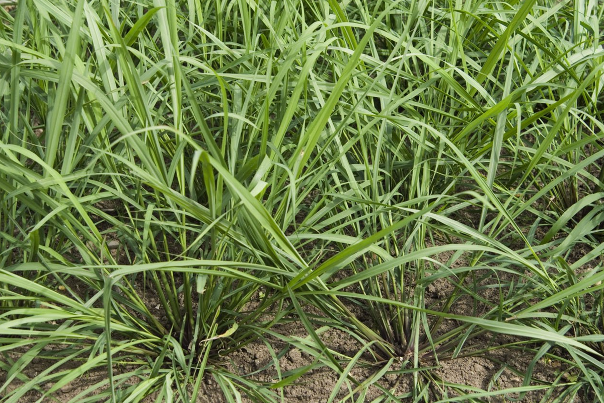 Lemongrass Plugs - 3 Live Cymbopogon Sereh Stalks - Culinary Herb for Cooking & Tea - Fresh Organic Plant