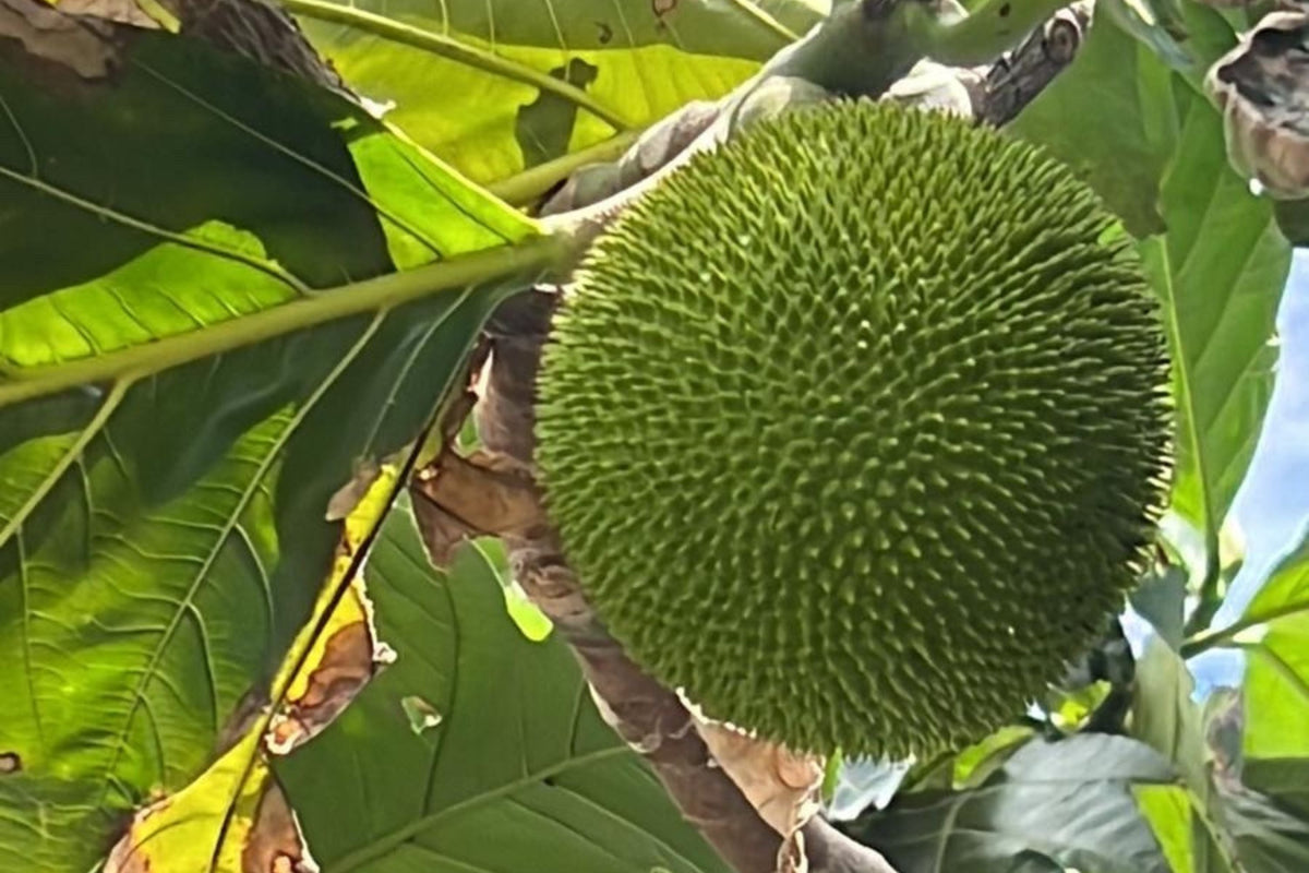 20 Breadfruit Seeds - Kluwih Tropical Fruit Seeds for Planting - Artocarpus camansi - Grow Nutritious Exotic Trees for Garden