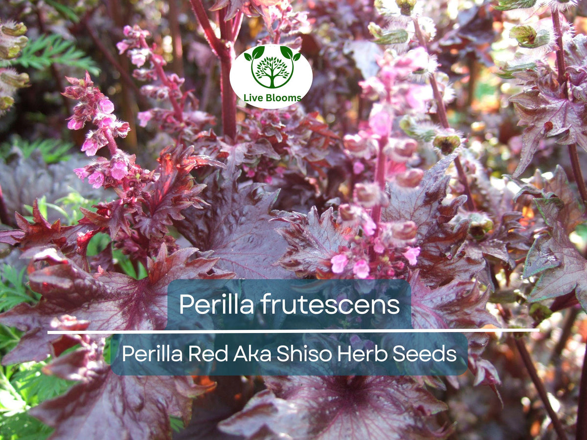 100 Seeds Perilla Red Aka Shiso Herb – Heirloom Culinary Plant for Asian Cuisine, Perilla frutescens