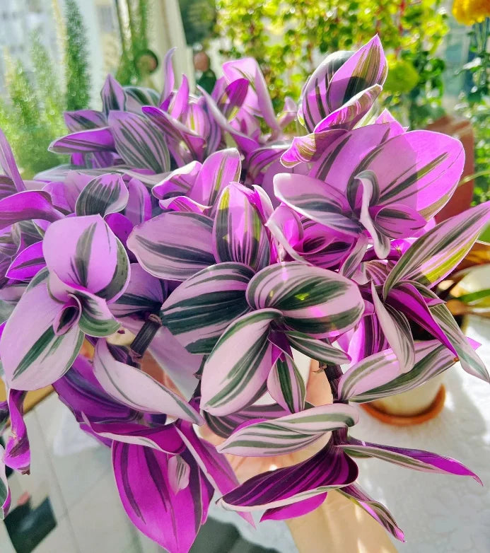 3 Tradescantia Nanouk Cuttings – 3–4" Pink Variegated Stems | Unrooted Live Houseplant for Indoor or Outdoor Planters