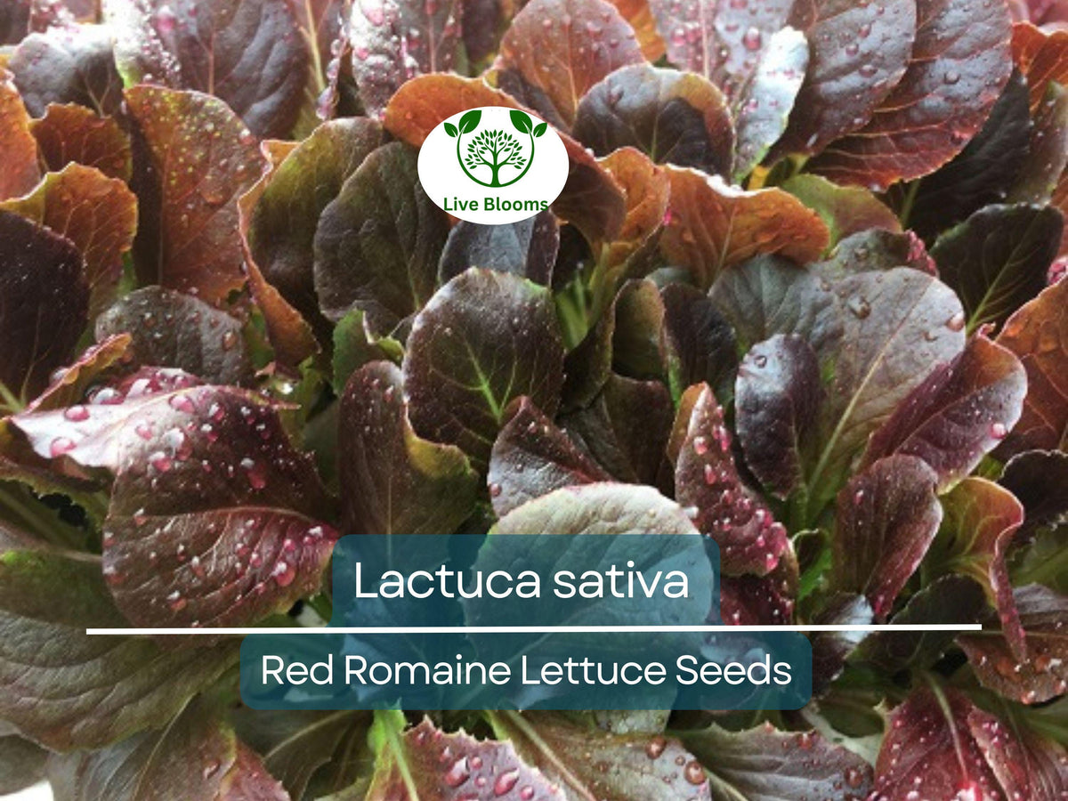 Red Romaine Lettuce Seeds 700 Count - Heirloom Lactuca sativa for Gardening & Fresh Harvests