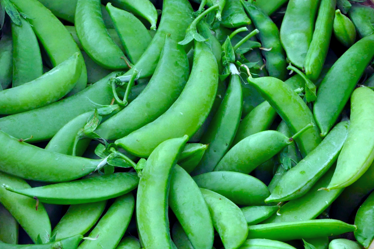 Sugar Snow Pea Seeds | NON-GMO | Melting Sugar Variety | Pisum sativum - Sweet, Tender Pods for Home Gardening