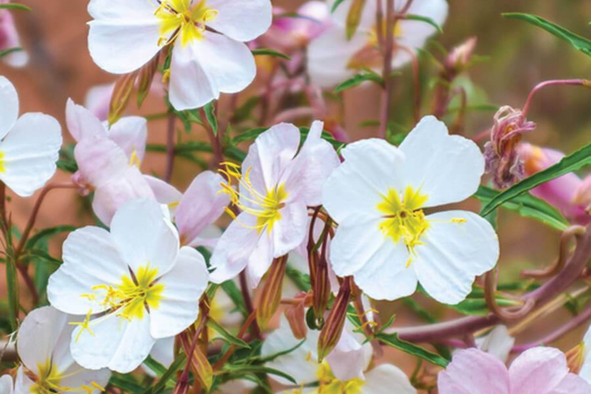 Pale Evening Primrose Seeds, Non-GMO, Fragrant White to Pale Pink Blooms, Oenothera pallida, USDA Zones 4-9, Pollinator Friendly