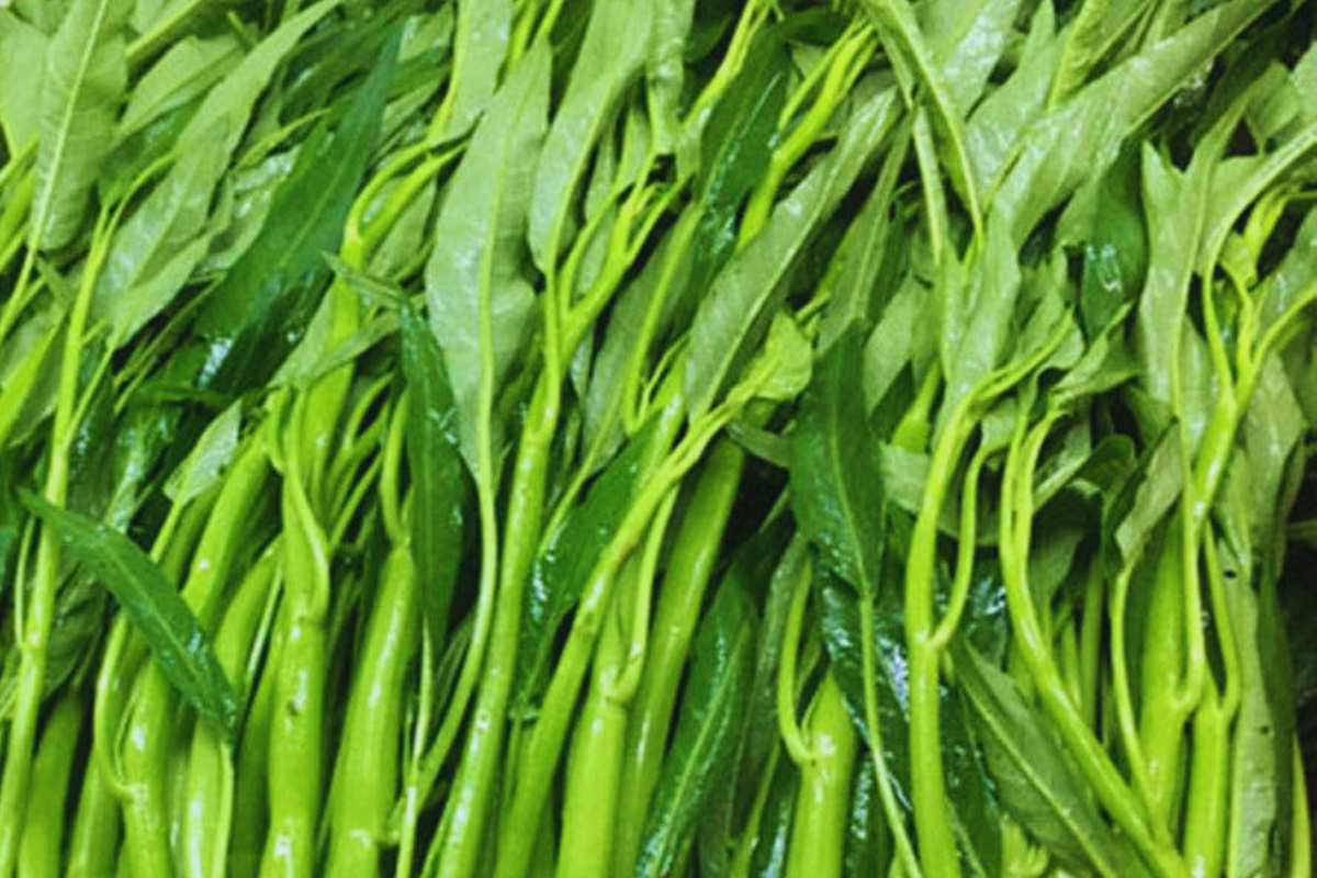 Thai Water Spinach Seeds | 100g | Ching Quat, Ong Choy, Ipomoea aquatica | Versatile Culinary Greens
