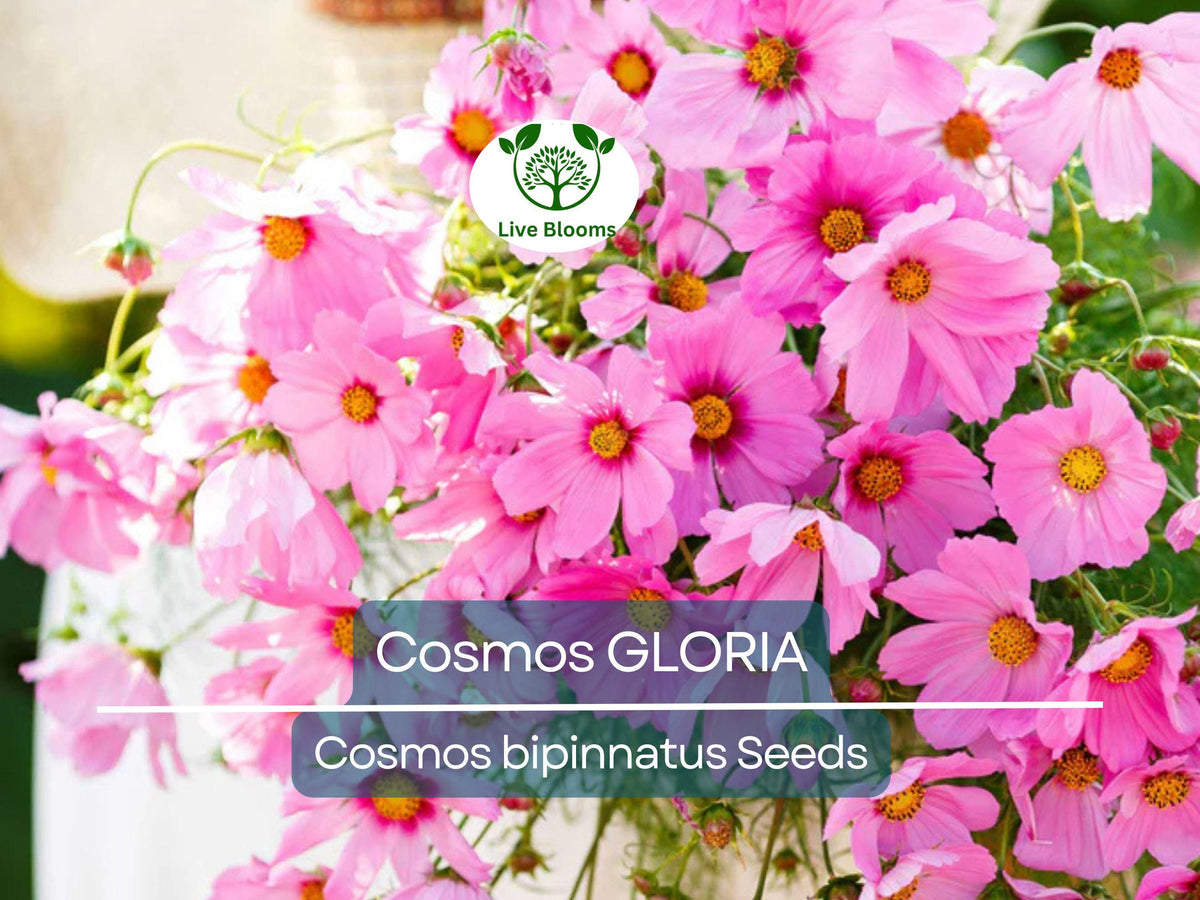 200 Seeds Cosmos GLORIA, Huge Magenta Flower Blooms, Non-GMO, Attracts Pollinators, Easy to Grow Garden Flowers