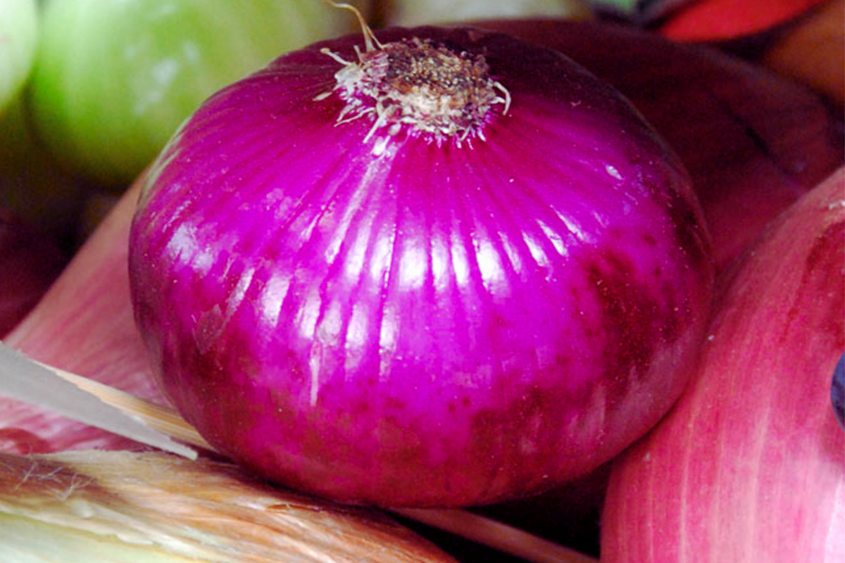 Flat Red Cipollini Onion Seeds - Italian Red Marble - Allium cepa - Sweet Flavor for Home Gardens