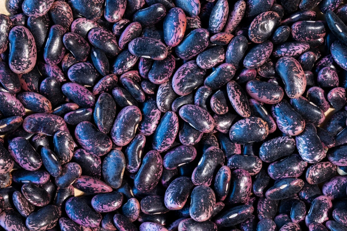 Runner Bean Seeds | 20 Seeds | Scarlet Runner Variety | Phaseolus coccineus | Heirloom Flat Beans