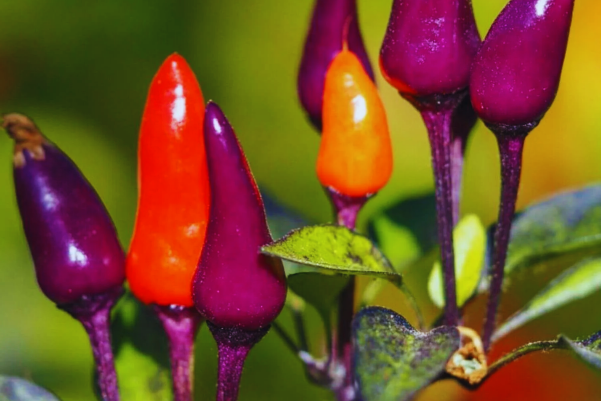 Hot Purple Tiger Pepper Seeds | Non-GMO Organic | Capsicum annuum | Compact Growth, Medium Heat, Striped Fruits