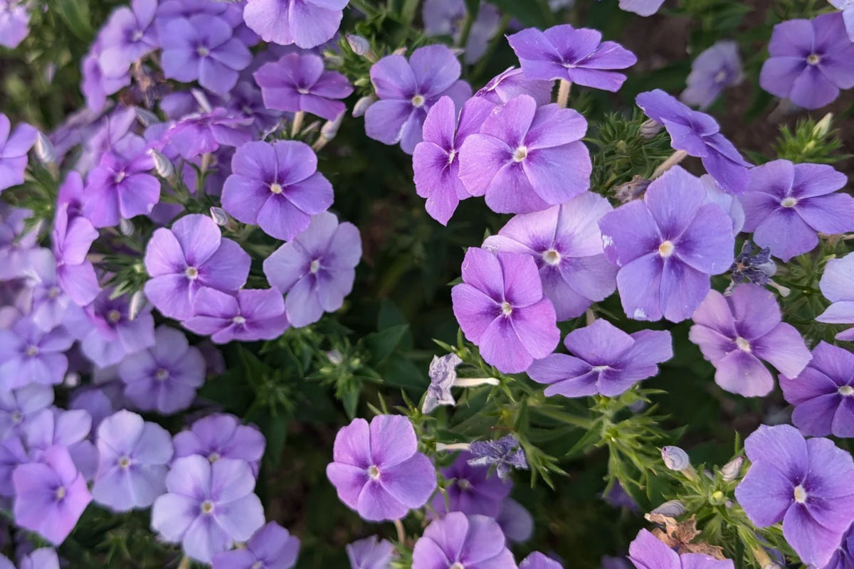 Beauty Blue Phlox Seeds, Non-GMO, Violet-Blue Blooms, Pollinator-Friendly, Phlox drummondii, Annual, USDA Zones 3-9