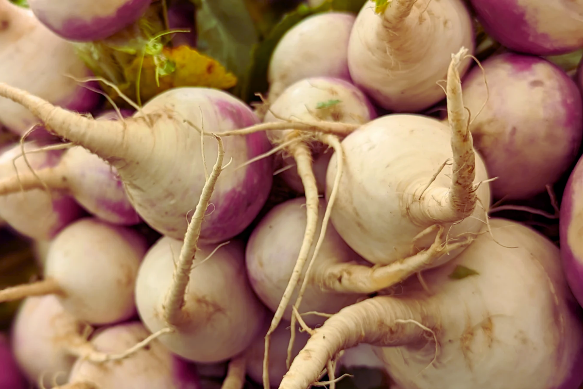 Purple Top White Globe Turnip Seeds - Brassica rapa - Fast-Growing Vegetable Seeds for Home Gardening - Royal Crown