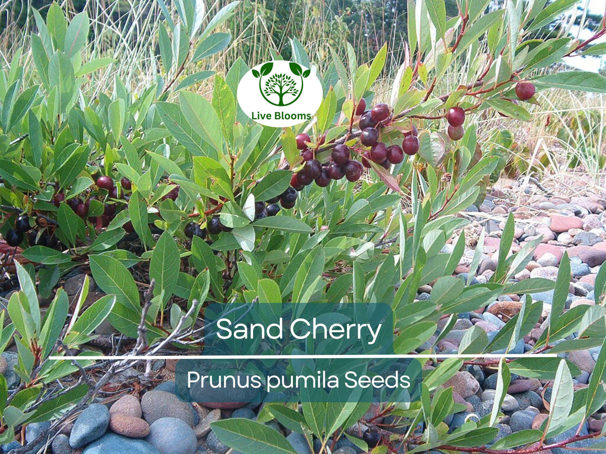 Sand Cherry Seeds - 5 Non-GMO Prunus pumila, Hardy Edible Fruit Shrub, Tasty Berries for Jams & Preserves, Small Garden Tree