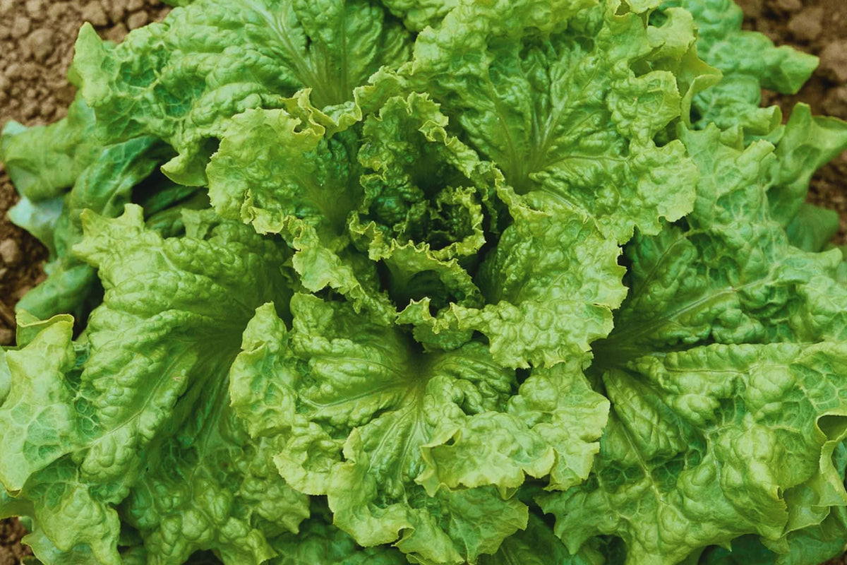 Black Seeded Simpson Lettuce Seeds | Non-GMO | Crisp Leaf Vegetable | Lactuca sativa - Perfect for Salads & Container Gardening