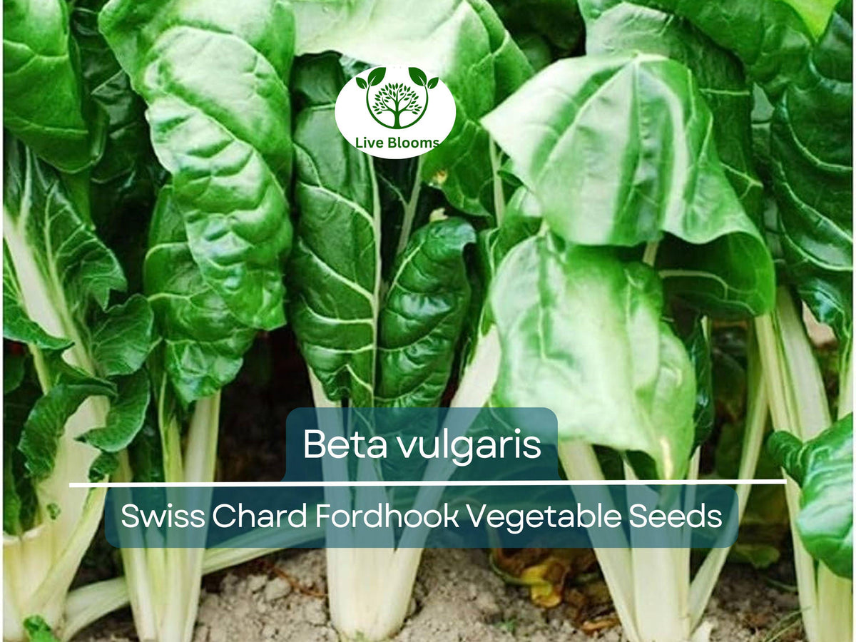 Swiss Chard Seeds 1g Fordhook Heirloom (Beta vulgaris) | Nutritious Greens for Gardening, High Yield, Cold-Hardy