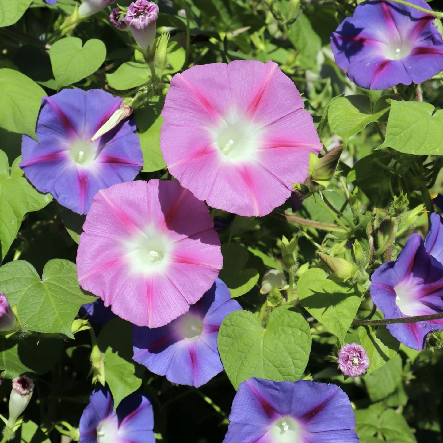 Morning Glory Flower Vine Seeds - Mix, Fast Hardy Climber - Ipomea Purpurea
