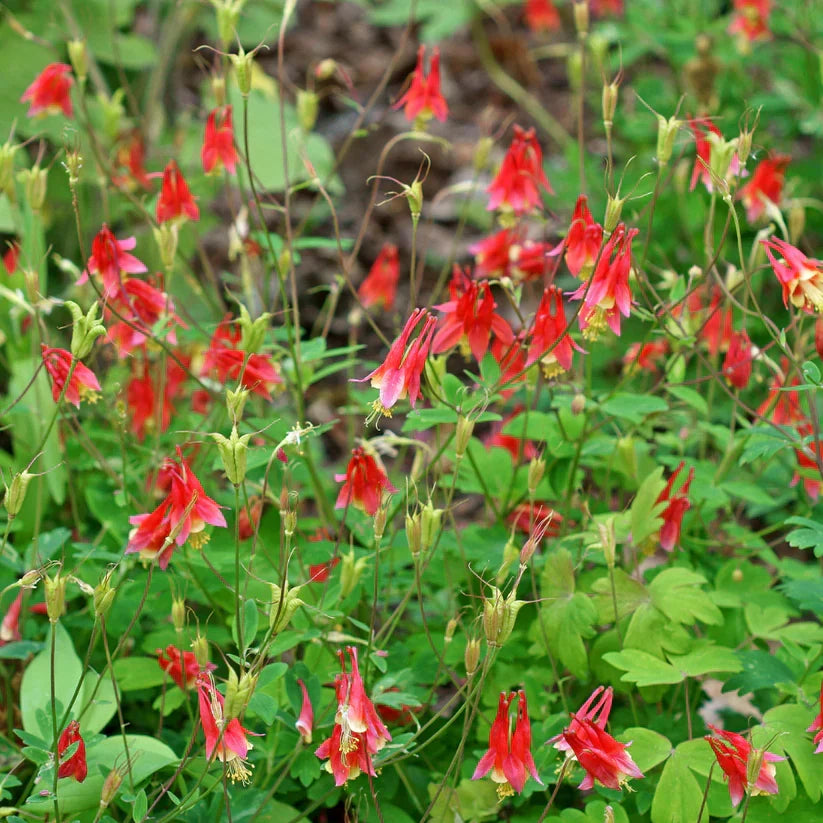 Live Wild Red Columbine Plant - 1 Pint Pot - Aquilegia canadensis - Native Perennial - Hummingbird Attractor for Shade/Sun Gardens