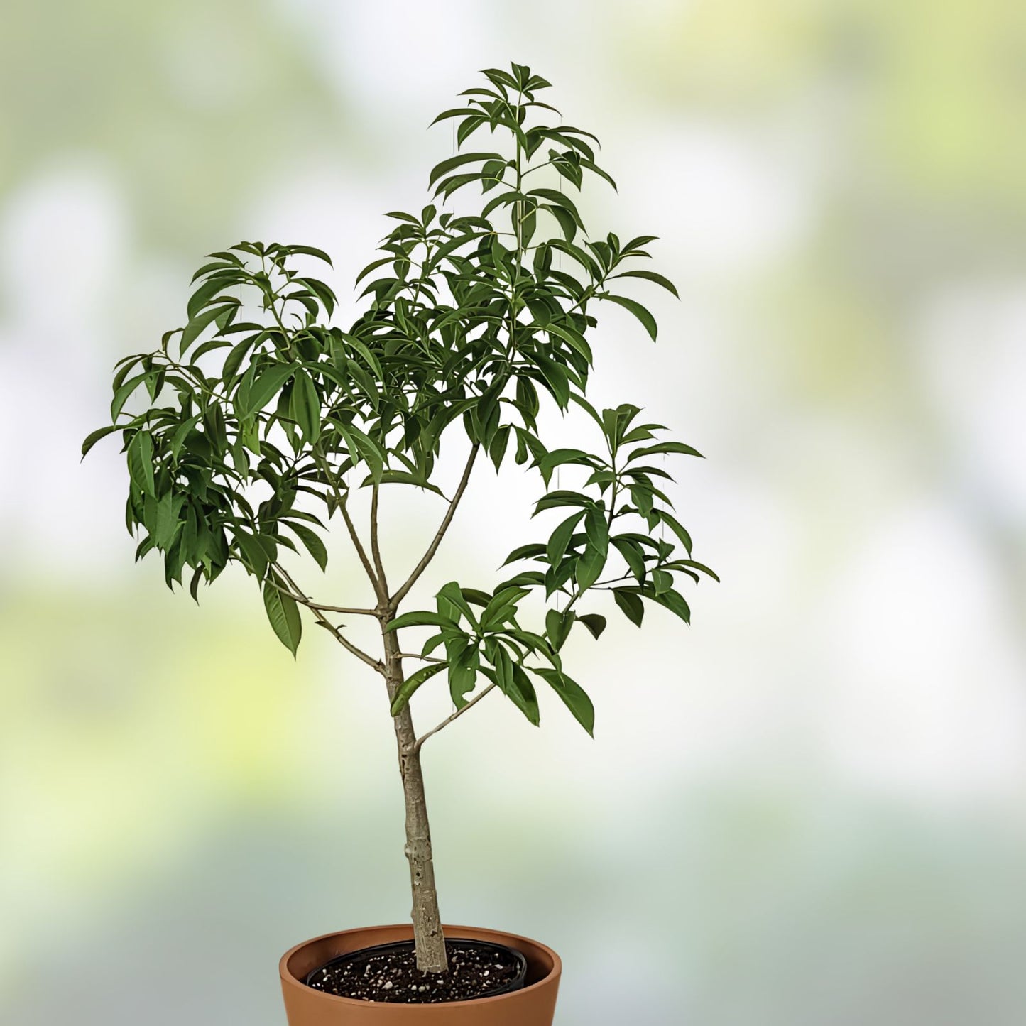 Baobab Trees - Fully Rooted Plants in 4-Inch Pots - Grandidieri Variety - Ideal for Home & Garden