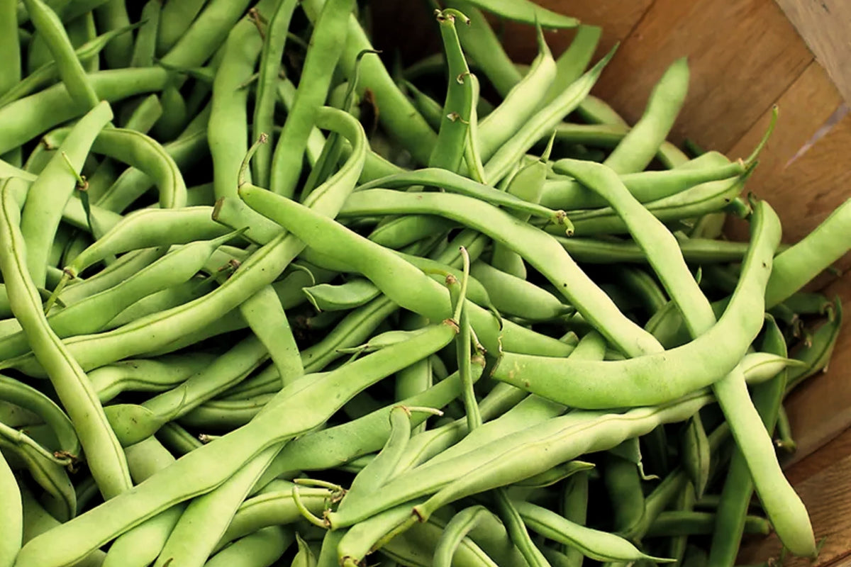 Blue Lake Pole Bean Seeds with Trellis Netting 5x15 ft, Phaseolus vulgaris, Ideal for Home Gardening and Small Spaces