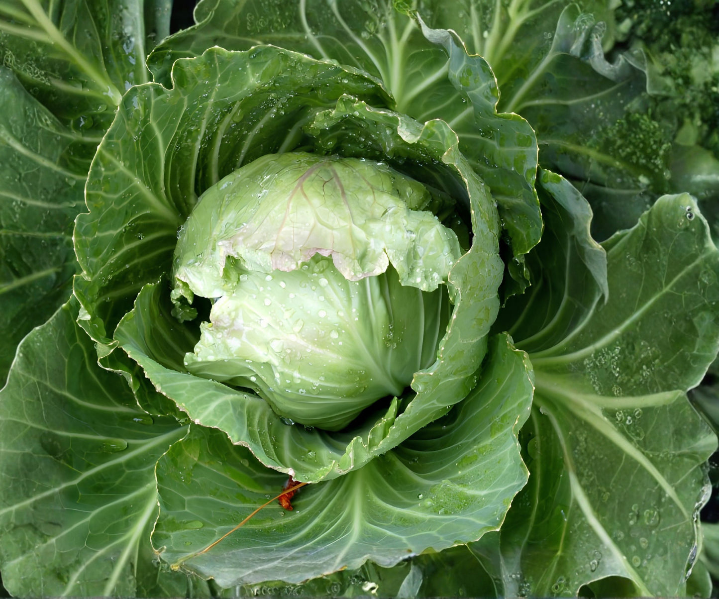 Early Jersey Wakefield Cabbage Seeds 300+ Non-GMO - Brassica oleracea, Heirloom Variety, Perfect for Home Gardens