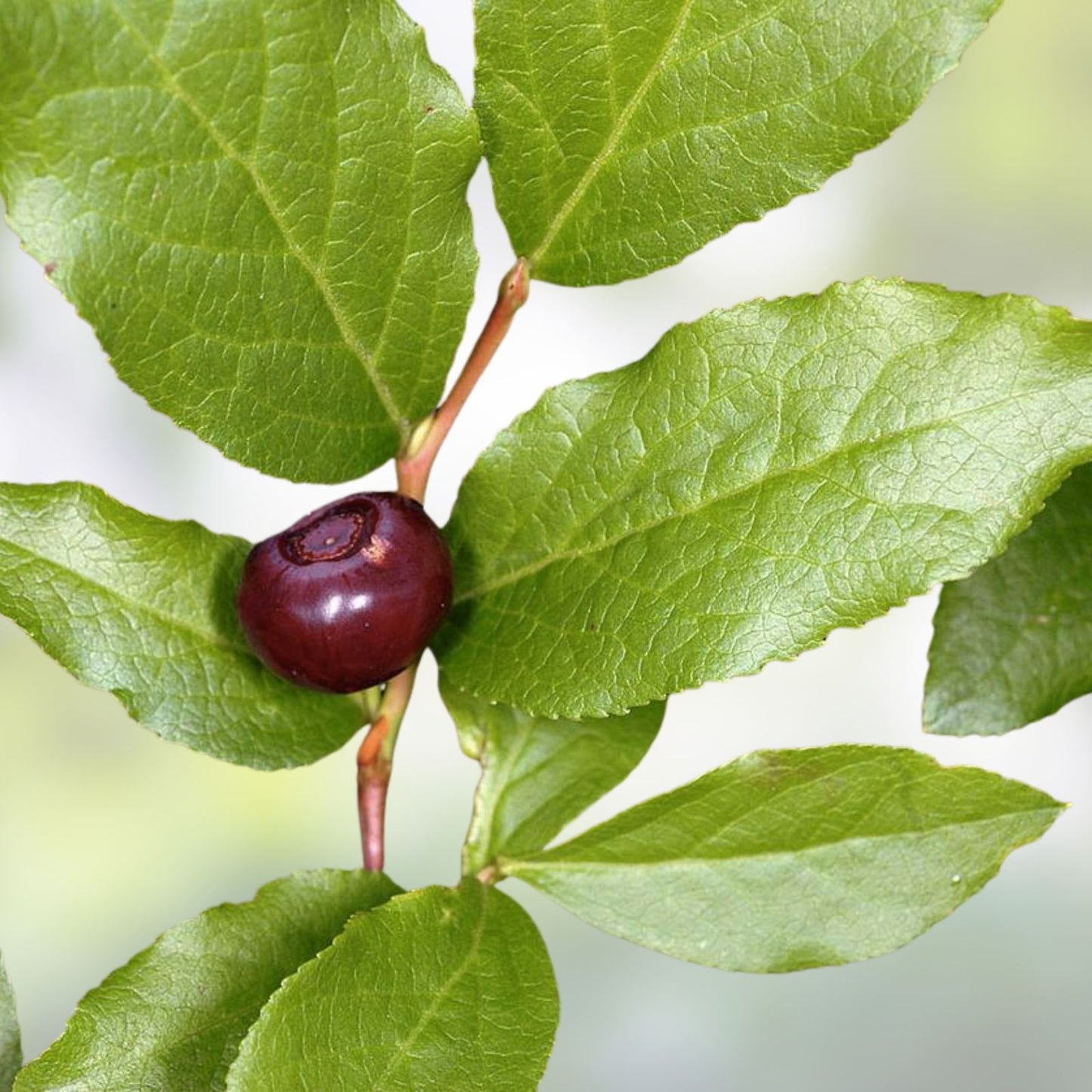 Emberberry Huckleberry Seeds - Non-GMO Flower Seeds - 100 Seeds - Vaccinium membranaceum