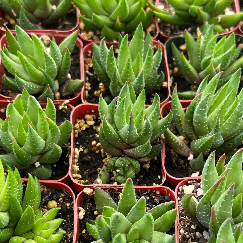Live Succulent Plant 2'' Haworthia rubrobrunnea - Unique Textured Leaves, Easy-Care Indoor Decor, Perfect Gardening Gift