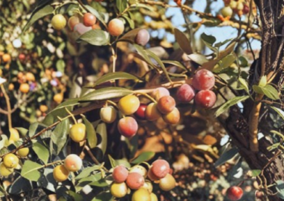 Small Rooted Arbequina Olive Tree Starter Plant for Container or Garden, Olea europaea ‘Arbequina’