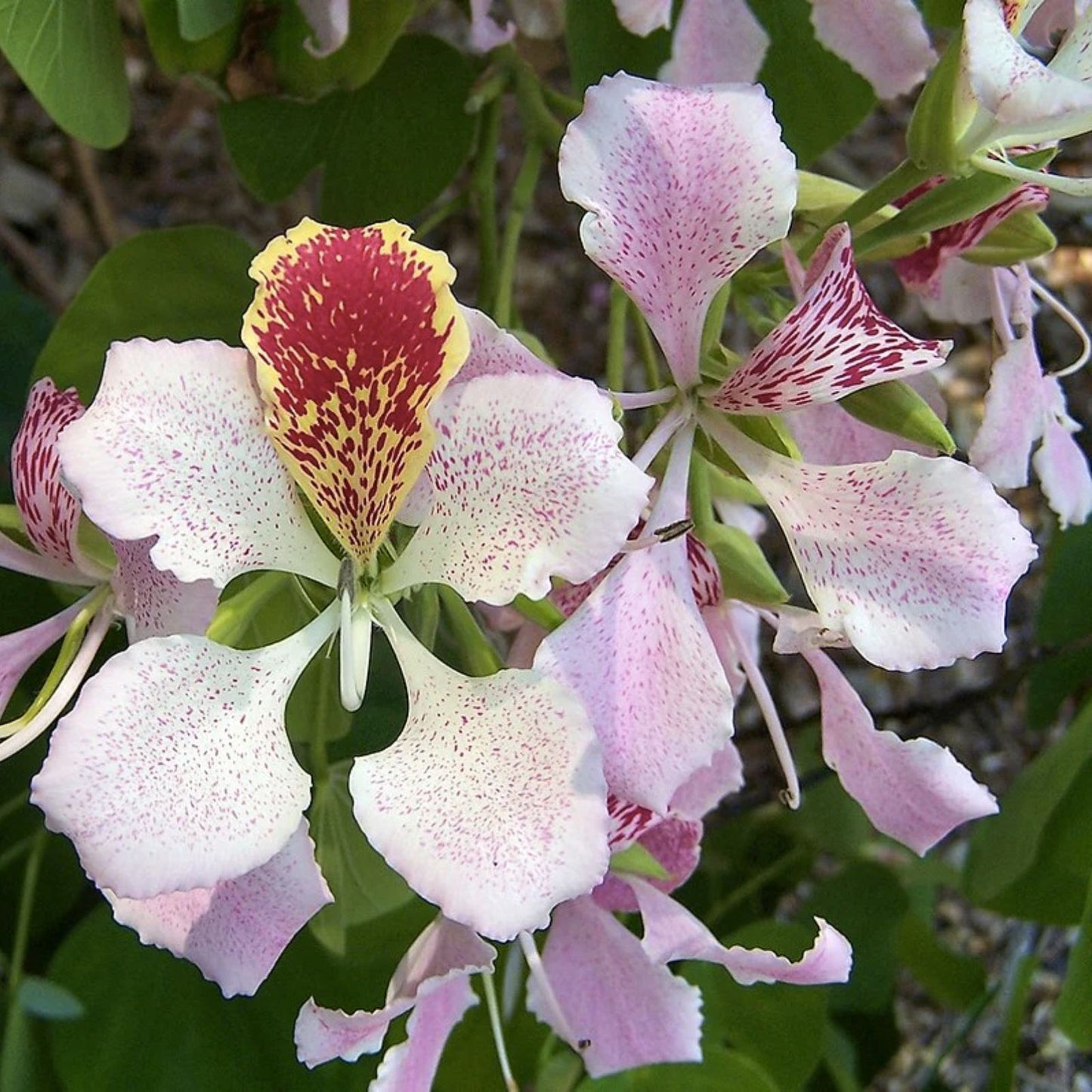 Pink Orchid Tree Seeds - Tropical Butterfly Flower - Bauhinia monandra - Rare Exotic Plant Seeds for Garden and Landscape