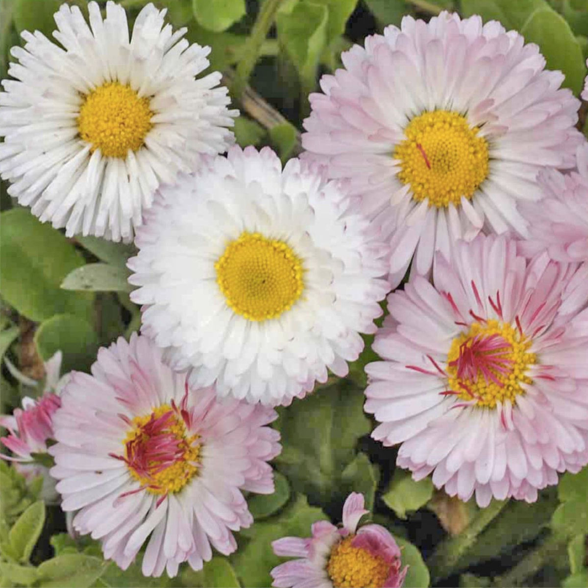 Daisy Seeds 125+ Seeds - Annual Flower Seeds for Garden - Bellis perennis - Colorful Daisy Flower Variety