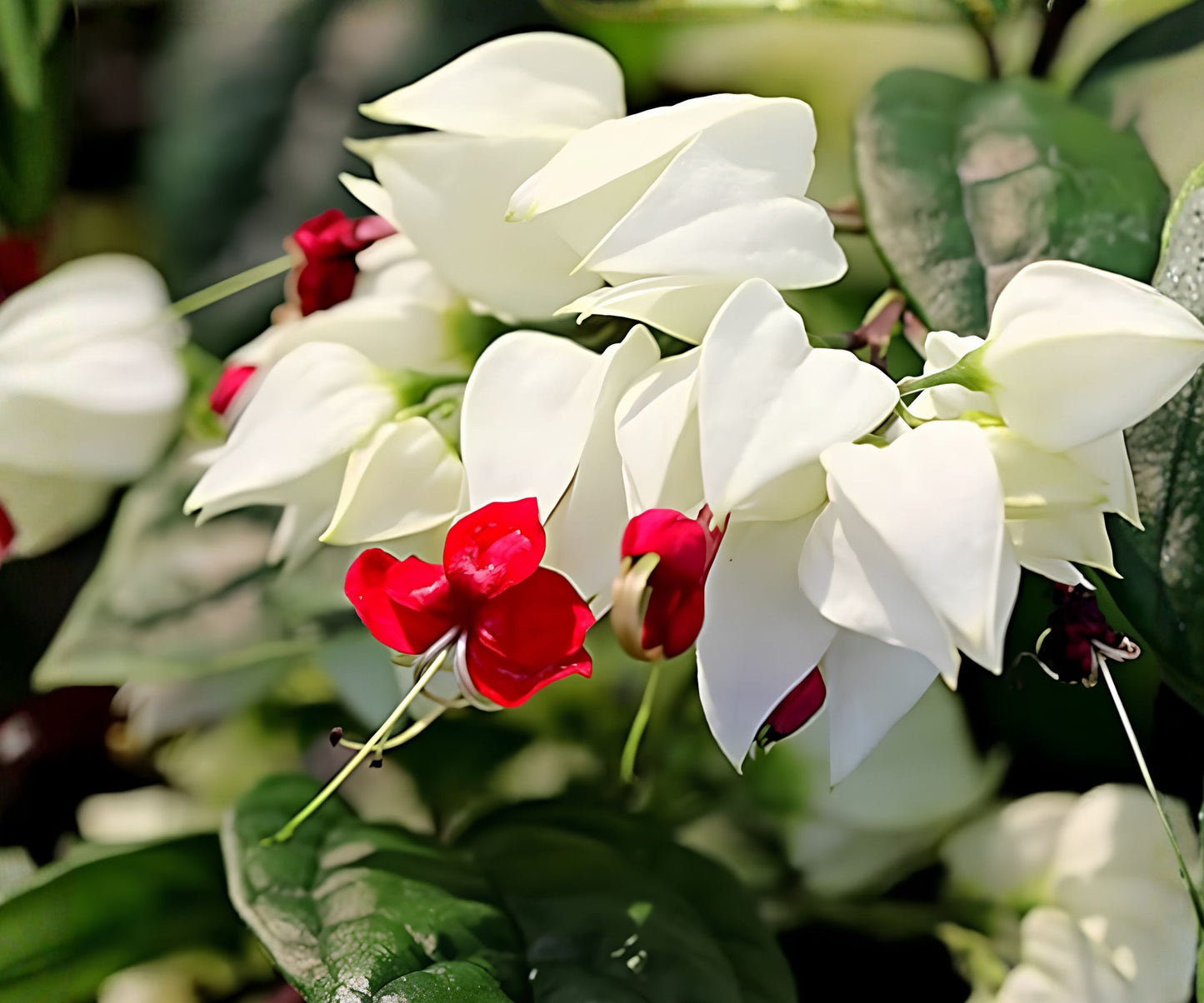 Bleeding Heart Plant Starter - Rooted - Clerodendrum thomsoniae - White & Red Blooms