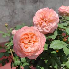Elena Rose Live Plant - Coral Pink Double Bloom - Rosa hybrid - Compact Ornamental Flowering Rose for Gardens & Arrangements