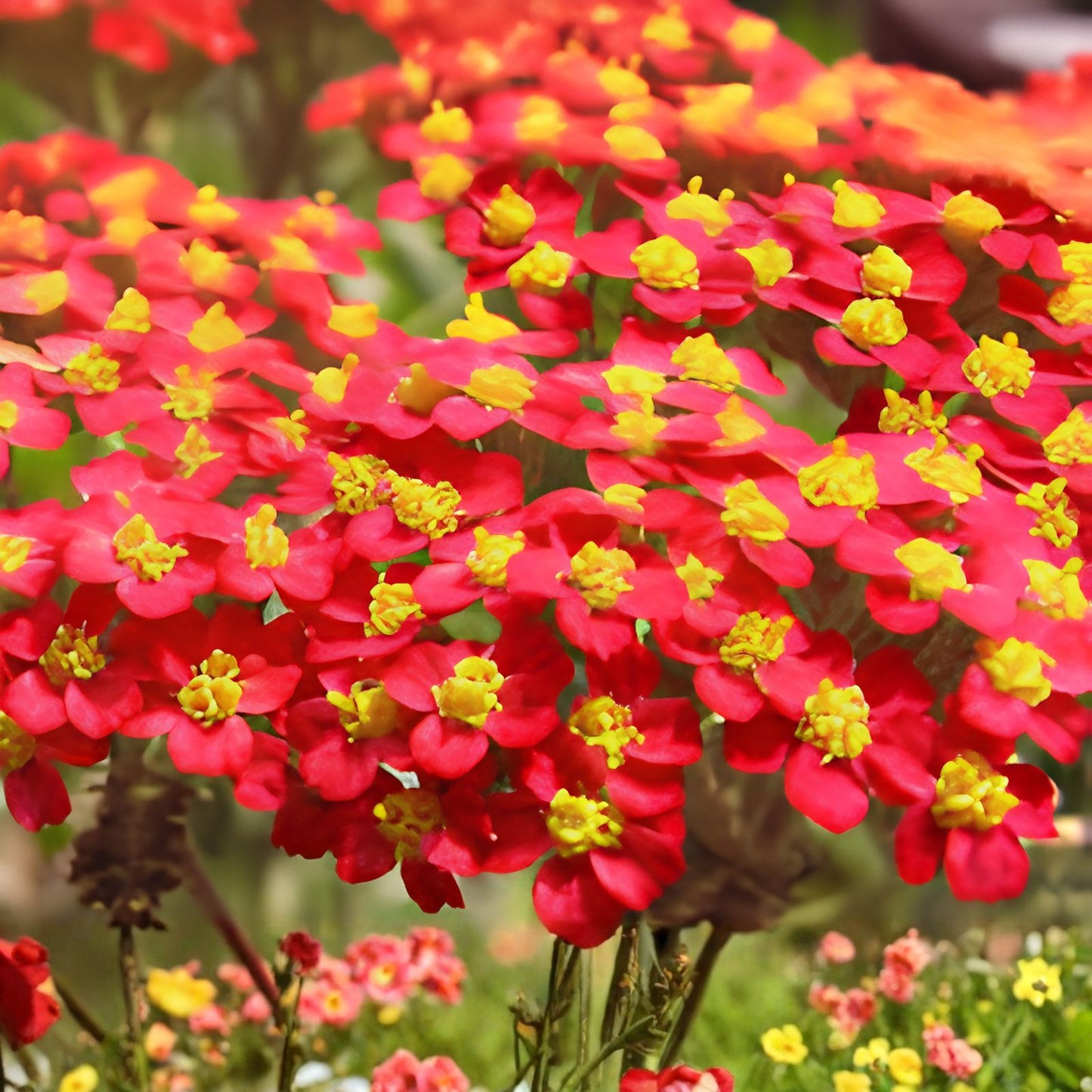 Red Yarrow Seeds 500-10,000 Non-GMO Medicinal Herb (Achillea millefolium)