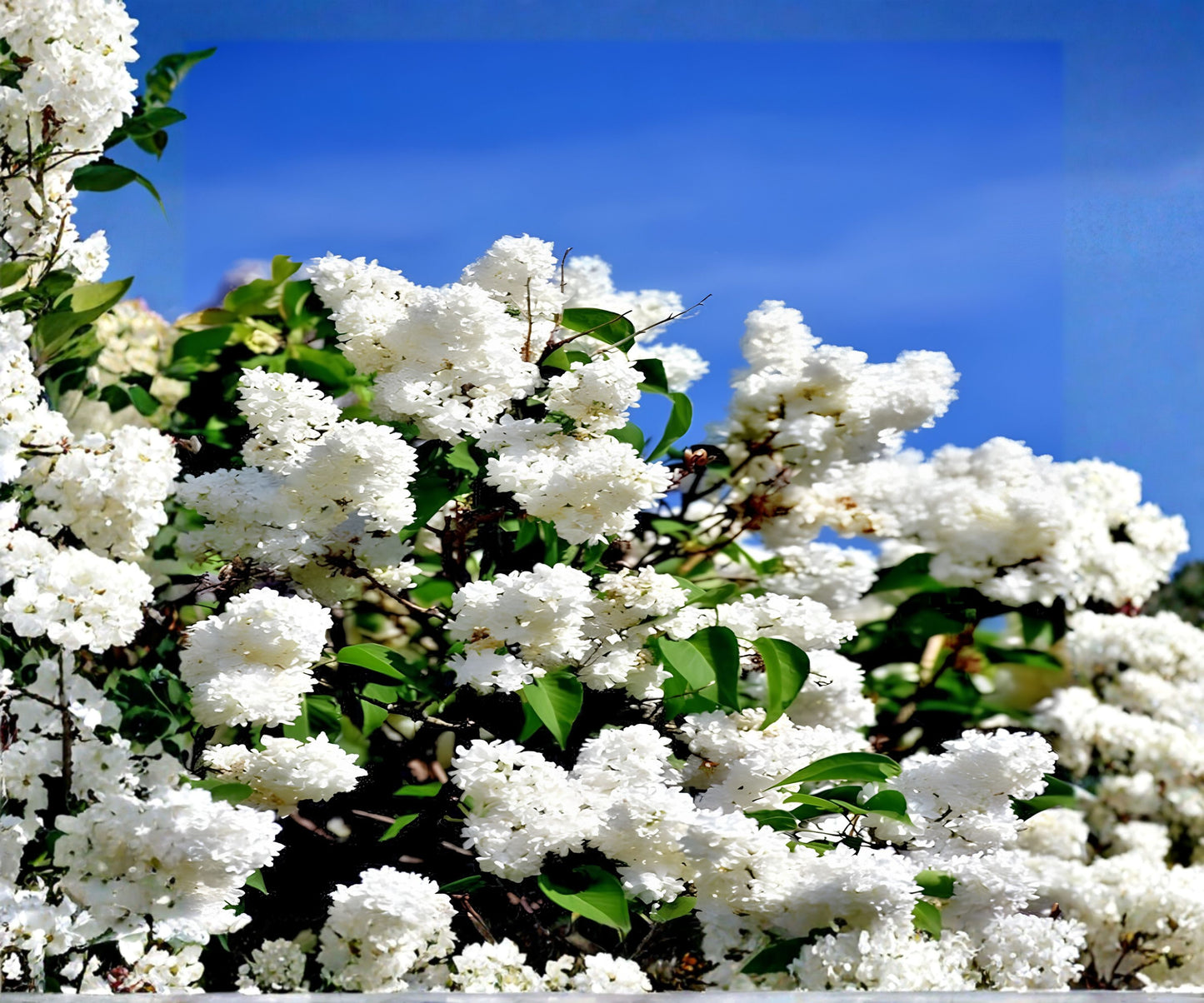 Japanese White Lilac Tree Seeds | Cold Hardy Flower Plant | Attracts Butterflies & Hummingbirds | Syringa reticulata