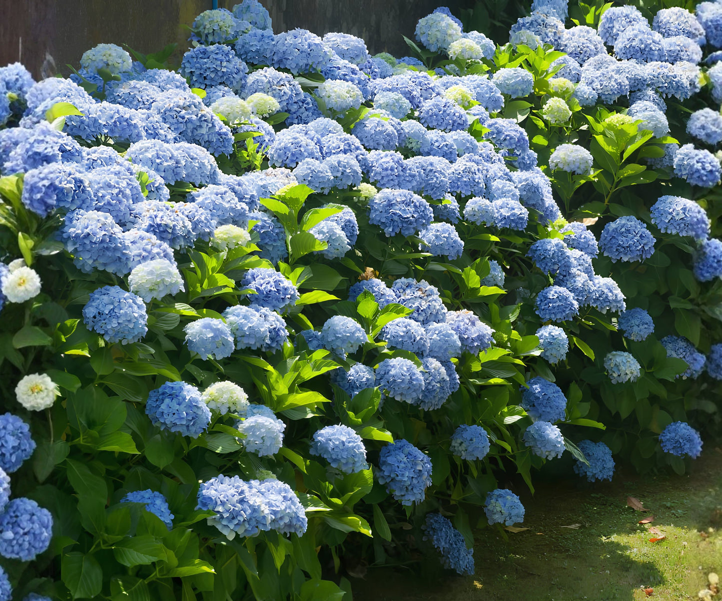 Nikko Blue Hydrangea Seeds - 85 or 250 Non-GMO Flower Seeds - Hydrangea macrophylla