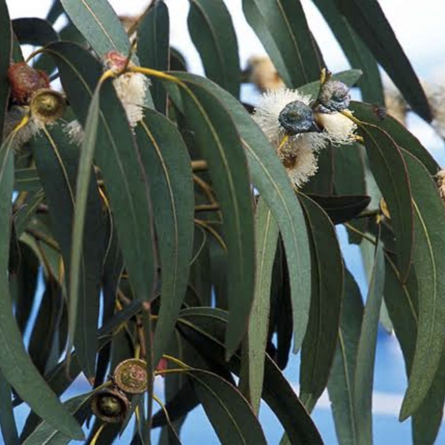 Eucalyptus Seeds - 275 Pack - Fragrant Variety - USA Seller, Free Shipping - Eucalyptus globulus