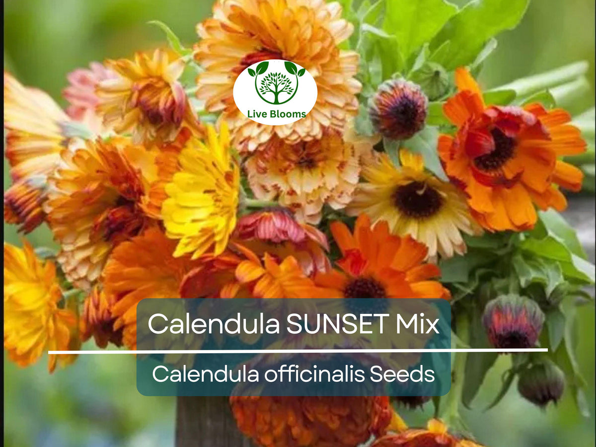50 Seeds Calendula Sunset Mix Double Blooms - Bi-Colored Edible Flowers - Calendula officinalis - Heirloom Non-GMO Garden Seeds