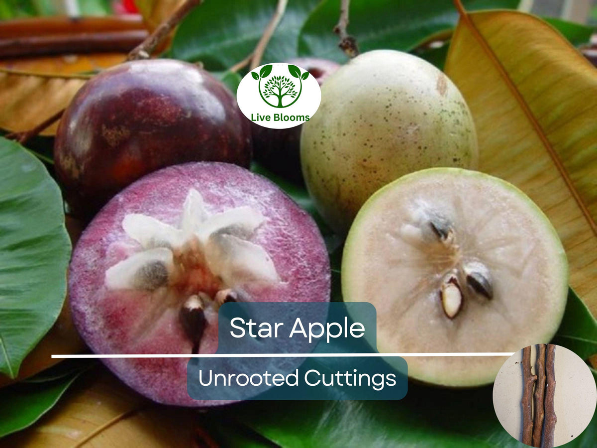 4 Star Apple Cutting 5-6" Unrooted for Grafting - Annona sp. Tropical Fruit Tree, Exotic Caimito, Ideal for Propagation