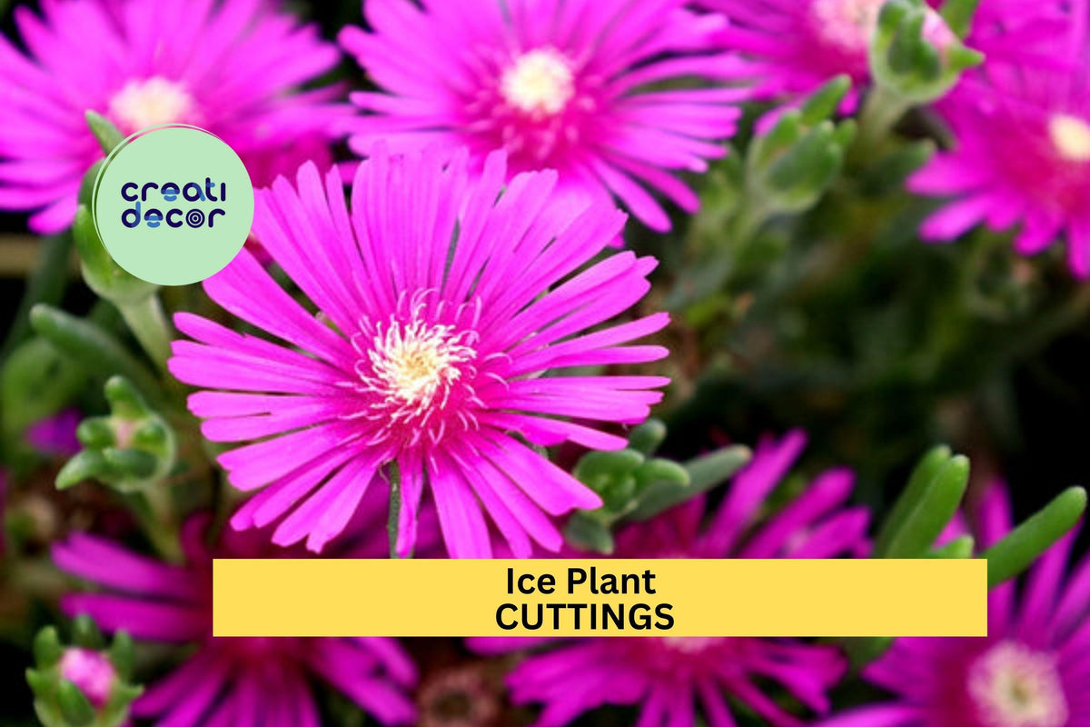 Christmas Cactus Starter Plant - Miss Shimano - Schlumbergera Truncata - Well-Rooted Indoor Cactus for Holiday Decor