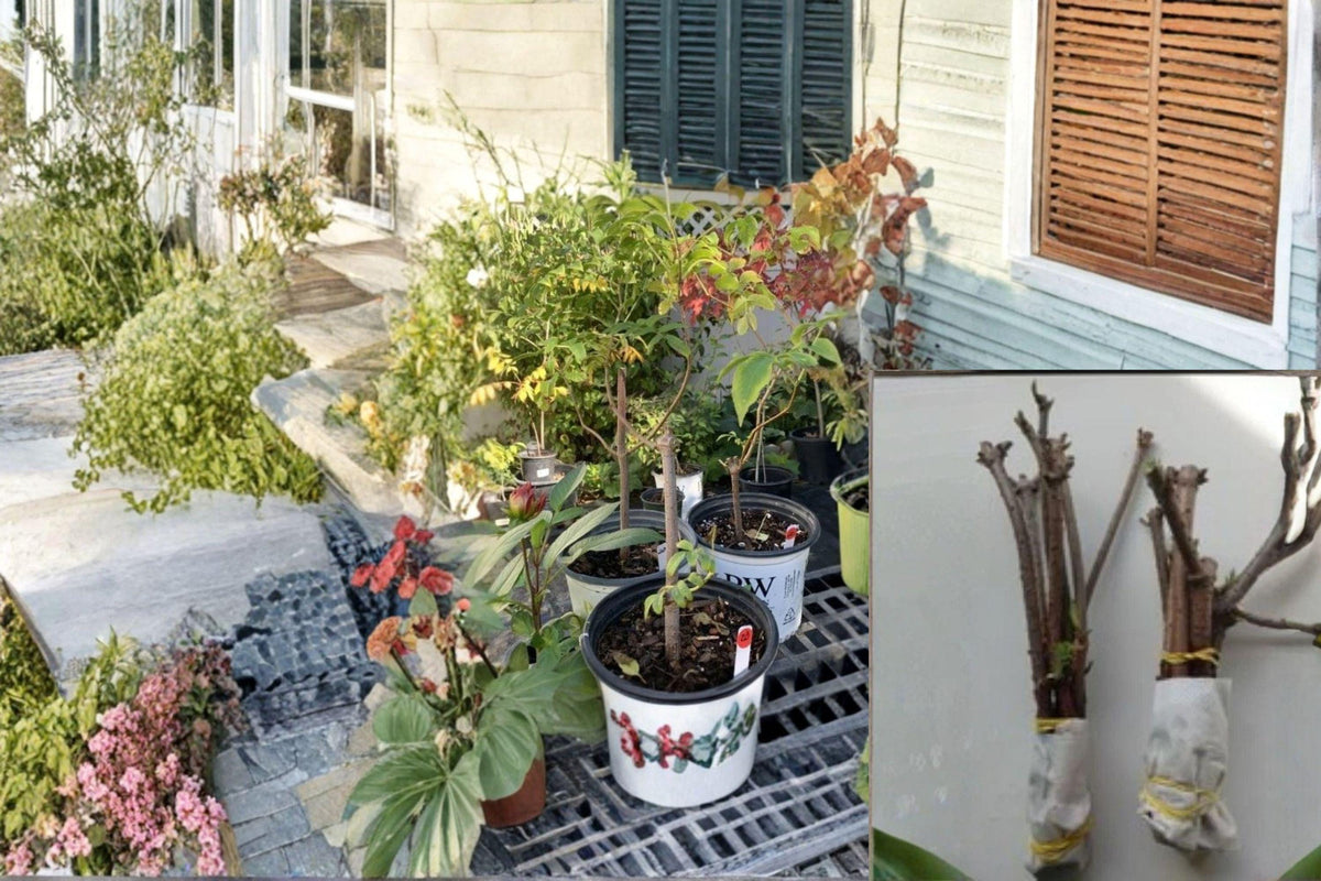 Christmas Cactus Starter Plant - Miss Shimano - Schlumbergera Truncata - Well-Rooted Indoor Cactus for Holiday Decor
