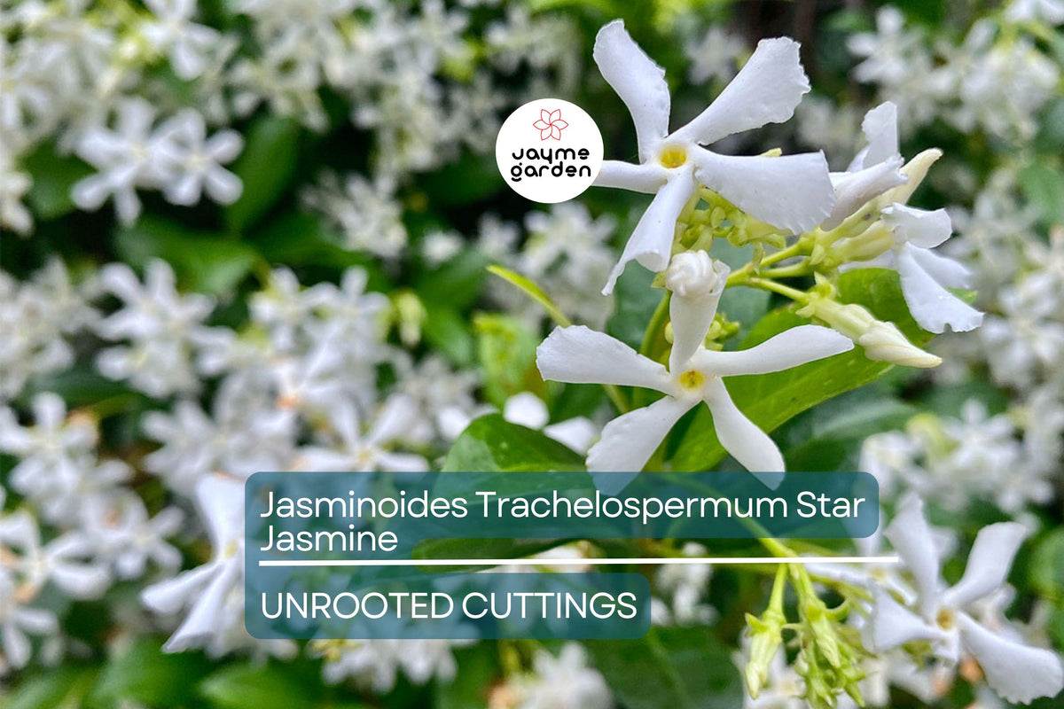 Christmas Cactus Starter Plant - Miss Shimano - Schlumbergera Truncata - Well-Rooted Indoor Cactus for Holiday Decor