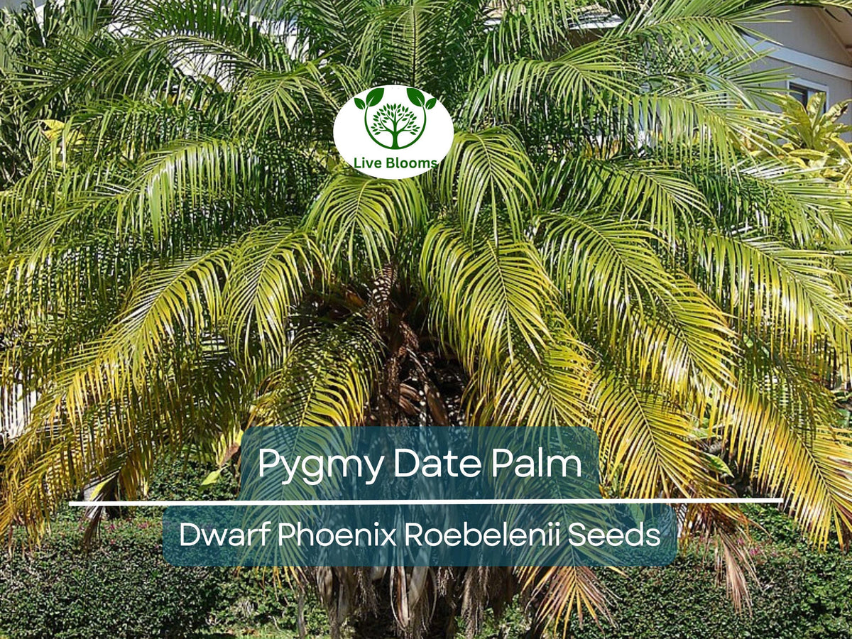 15 Pygmy Date Palm Seeds - Dwarf Phoenix Roebelenii, Easy to Grow Indoor Tropical Plant, Low Maintenance Houseplant Seeds